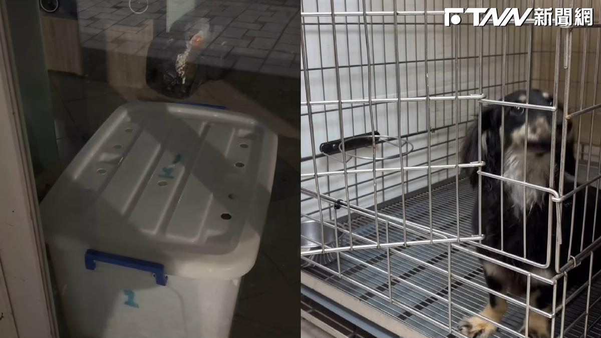 台中知名寵物店虐狗影片曝！小狗被塞整理箱哀號惹心疼
